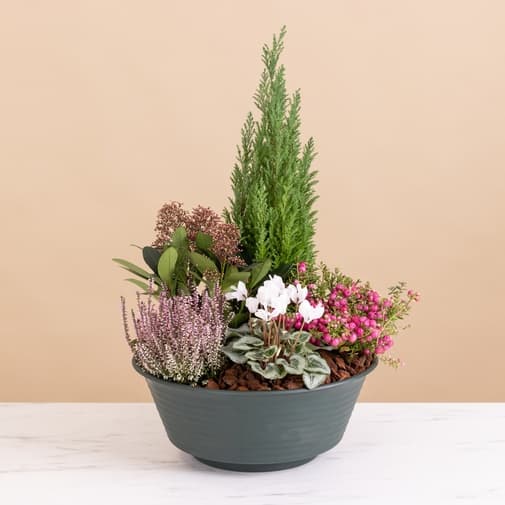 Hommage paisible Rose, blanc, vert